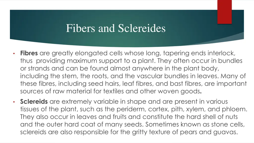 fibers and sclereides