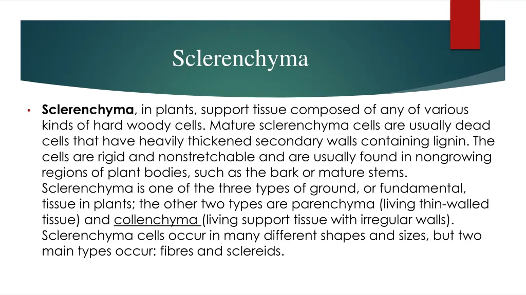 sclerenchyma