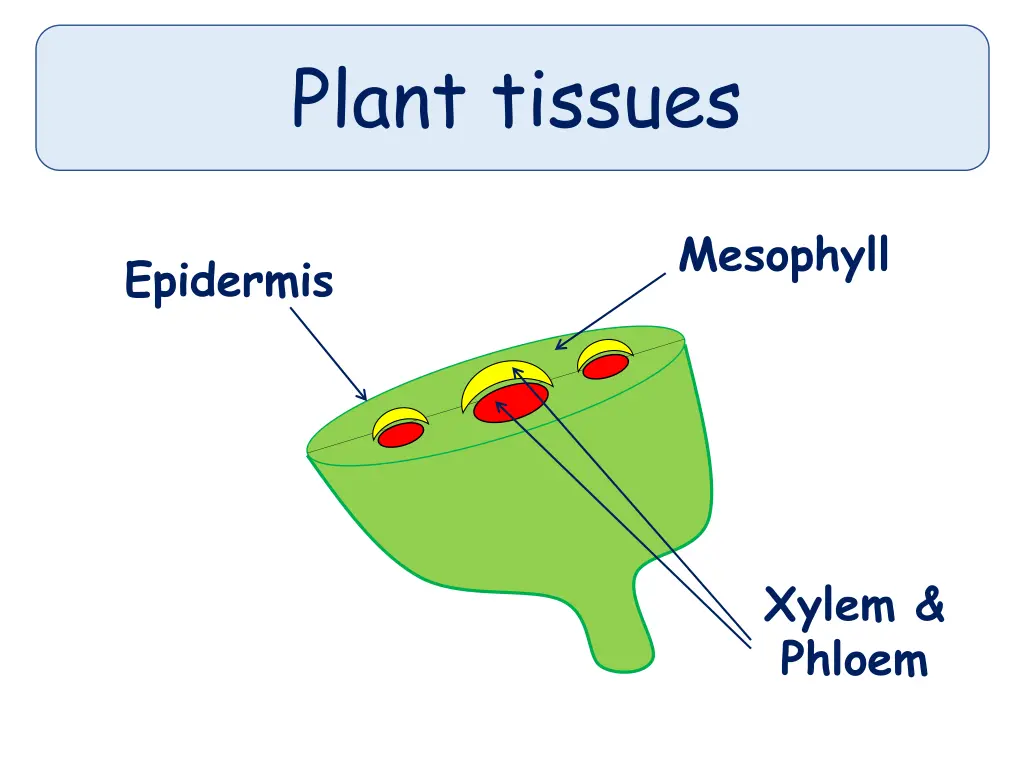 plant tissues