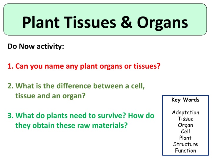 plant tissues organs