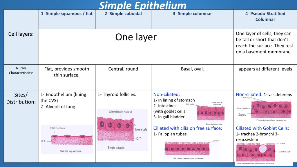 2 simple cuboidal simple epithelium