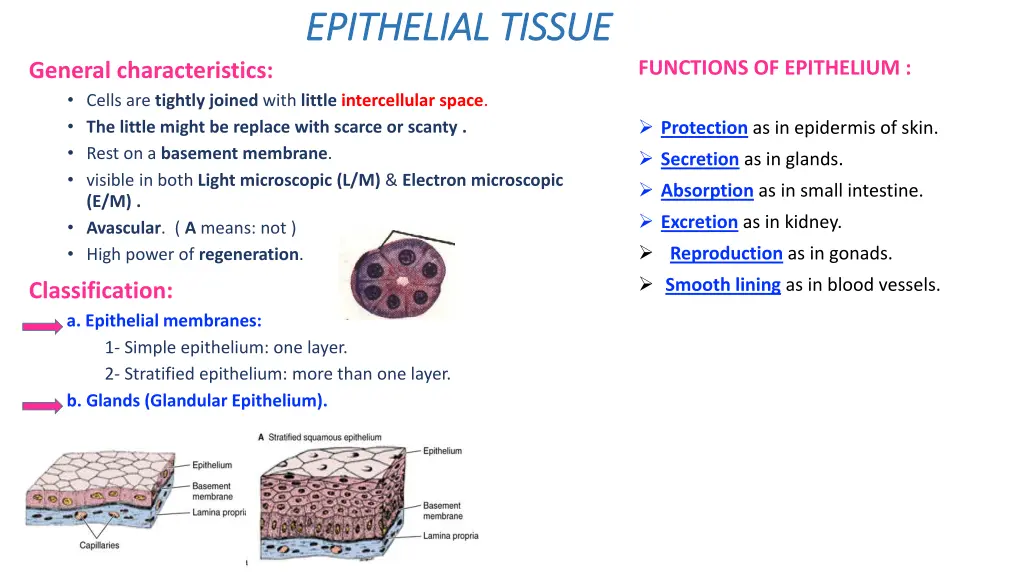 epithelial tissue epithelial tissue 1