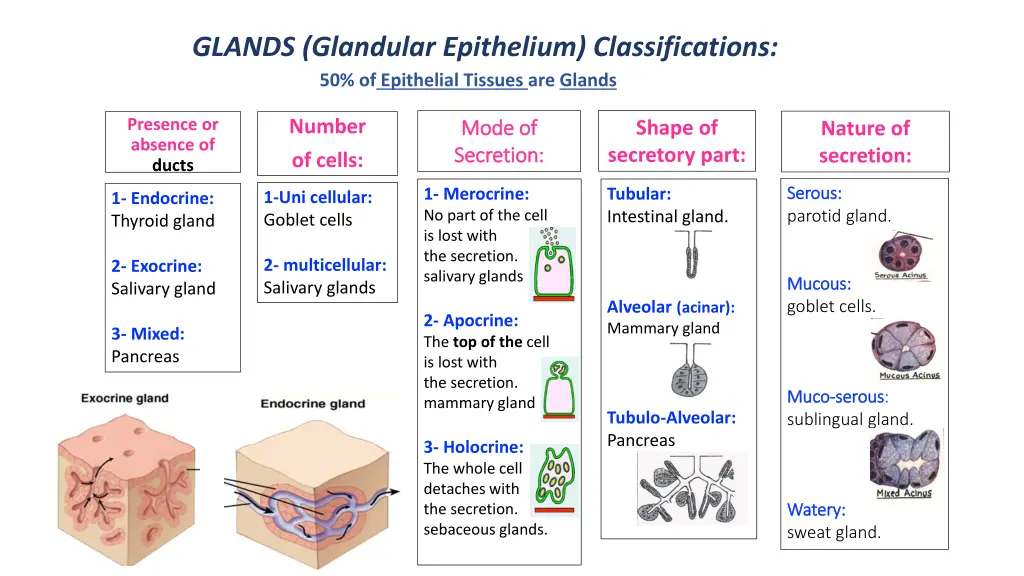 glands glandular epithelium classifications