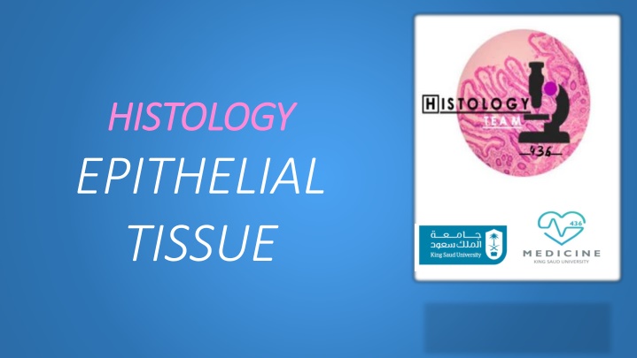 histology histology epithelial tissue