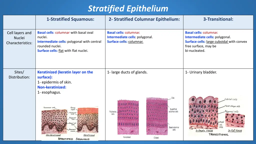 stratified epithelium