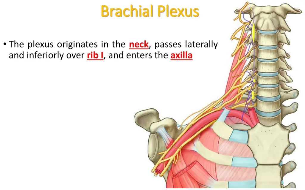 brachial plexus brachial plexus 2