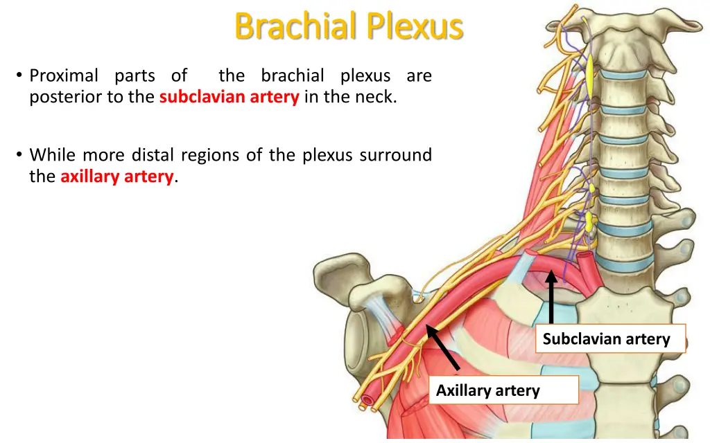 brachial plexus brachial plexus 3