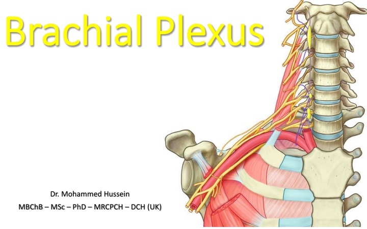 brachial plexus brachial plexus