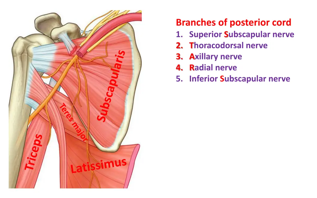 branches of posterior cord 1 superior subscapular