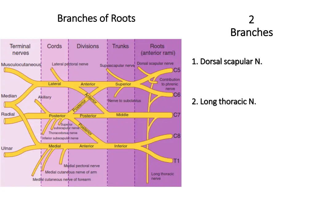 branches of roots branches of roots