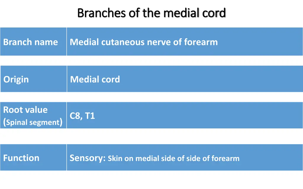 branches of the medial cord branches 2