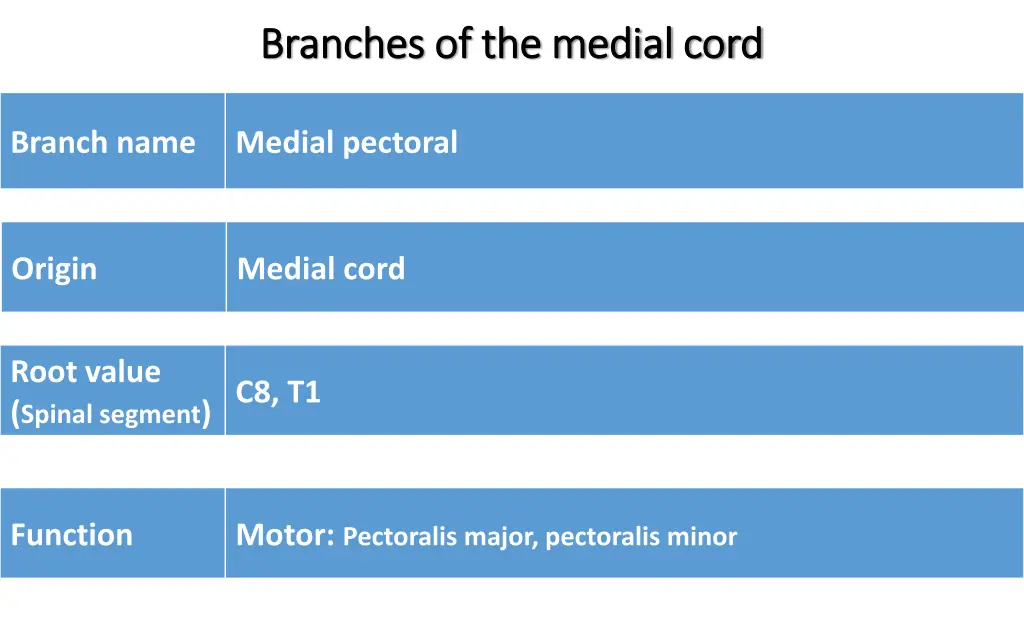 branches of the medial cord branches