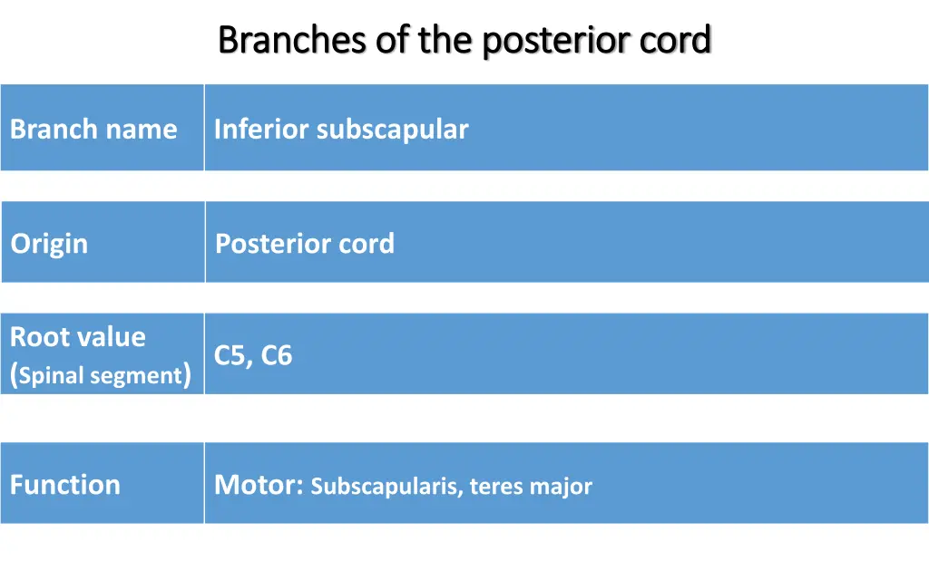 branches of the posterior cord branches 1