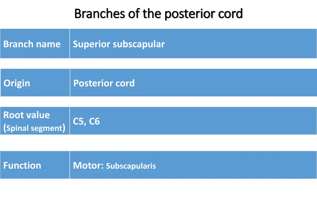 branches of the posterior cord branches