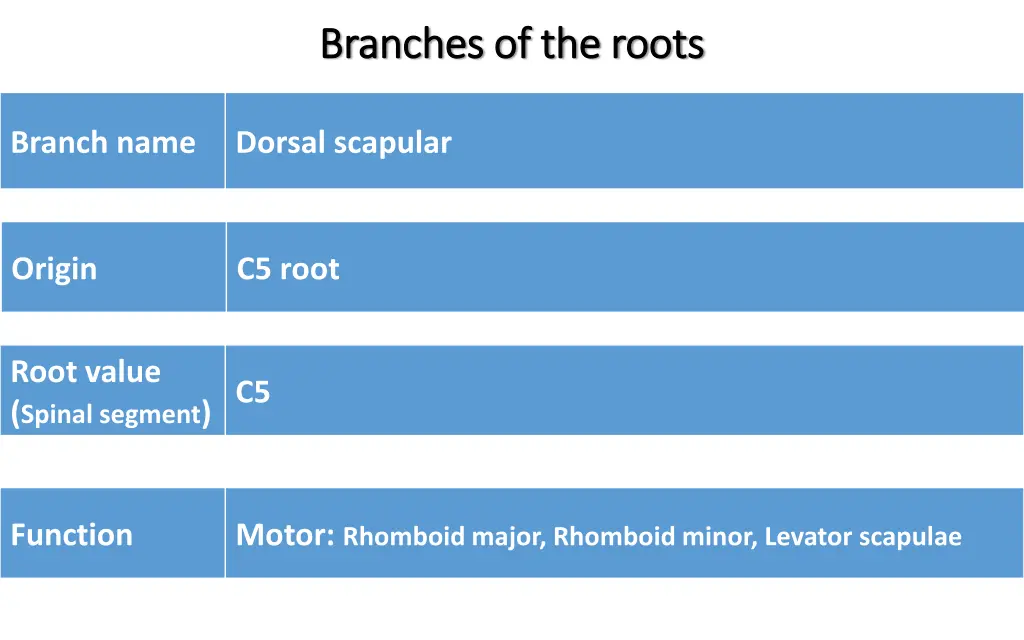 branches of the roots branches of the roots