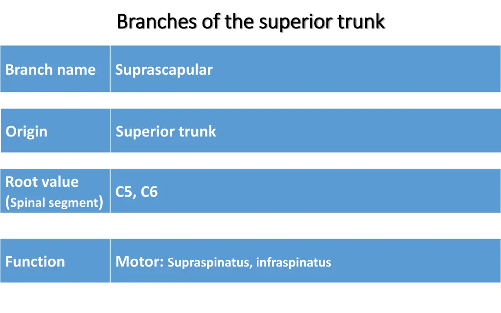 branches of the superior trunk branches