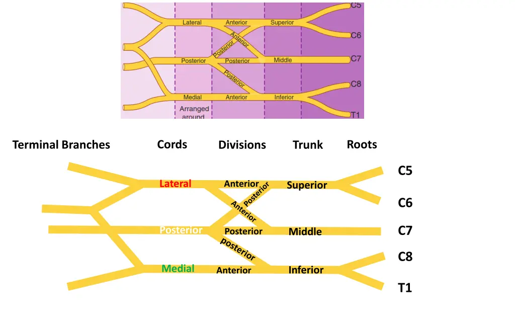 cords