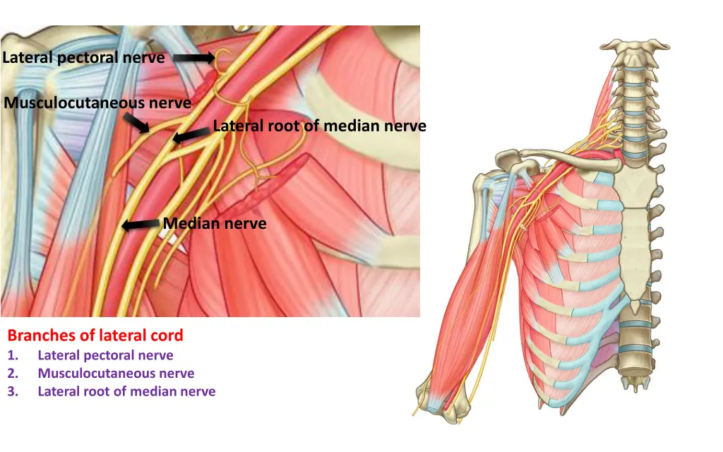 lateral pectoral nerve