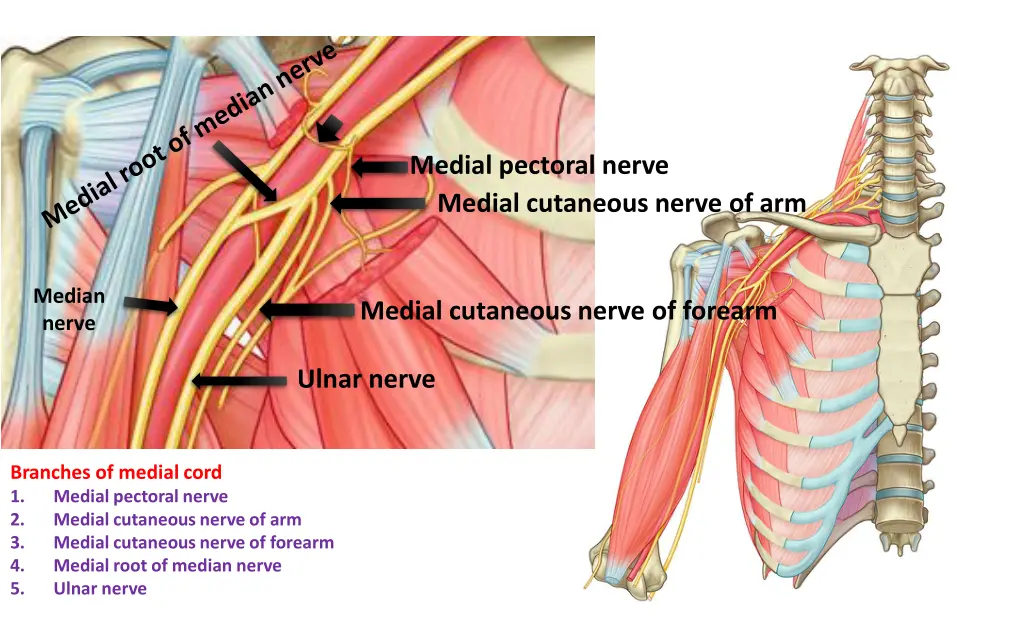 medial pectoral nerve medial cutaneous nerve