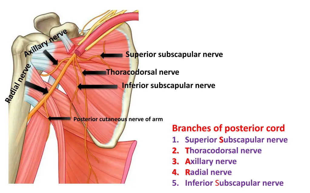 superior subscapular nerve