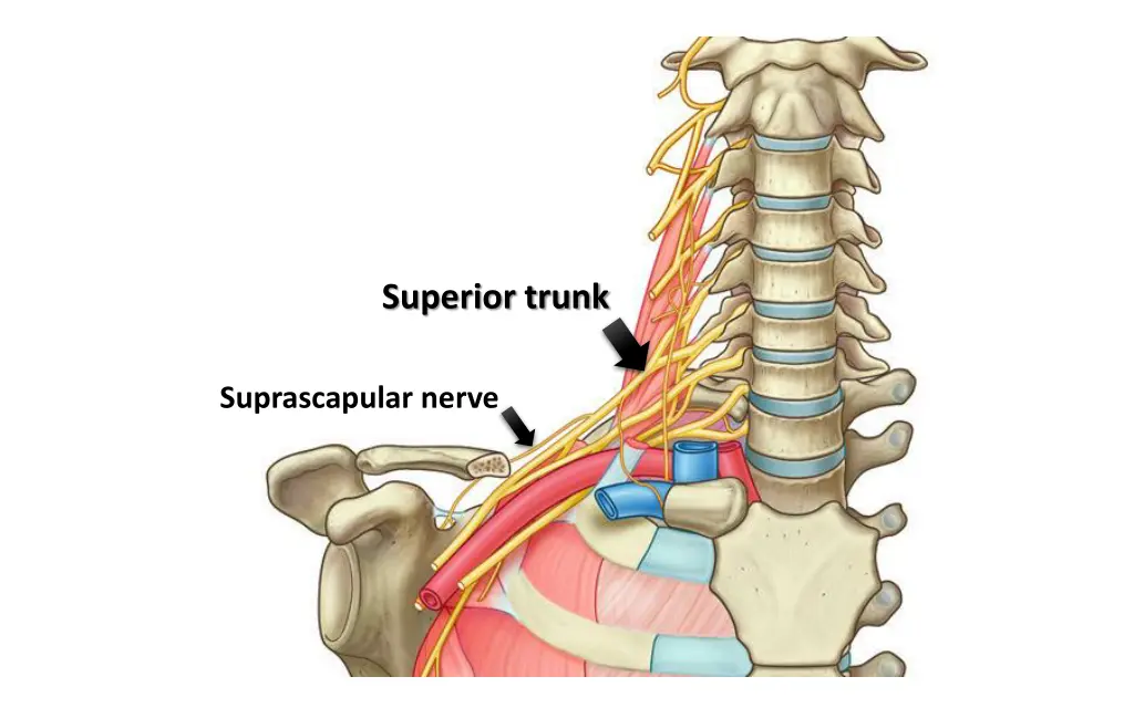 superior trunk