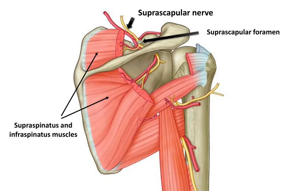 suprascapular nerve