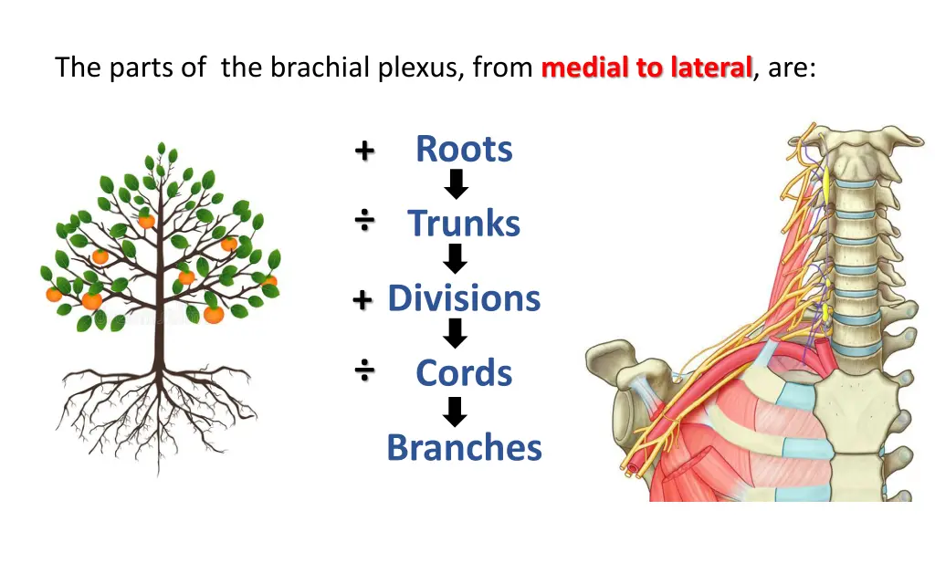 the parts of the brachial plexus from medial