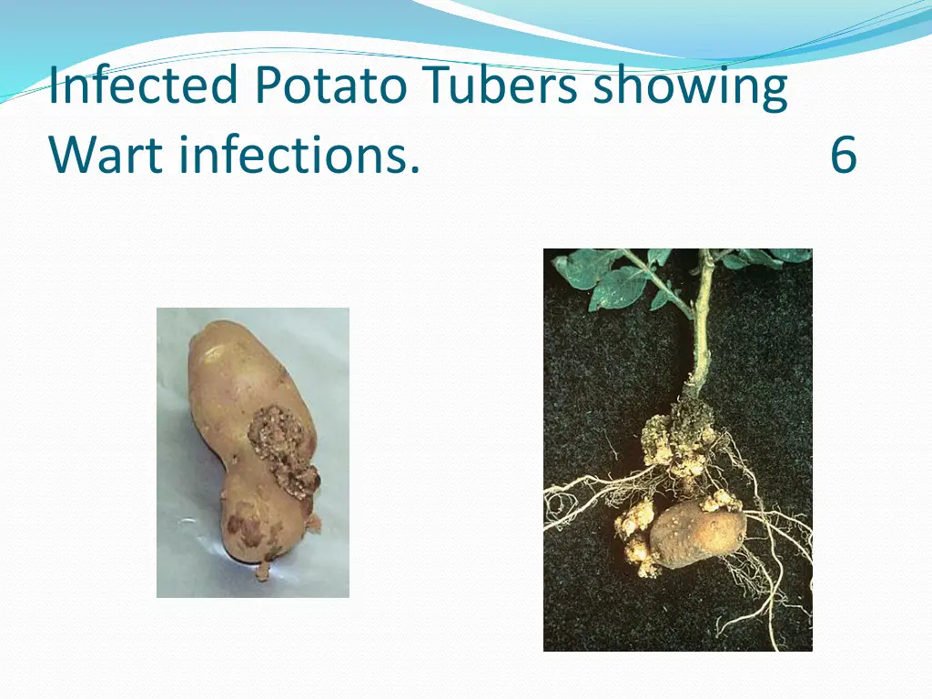 infected potato tubers showing wart infections 6