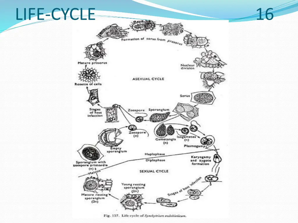 life cycle 16