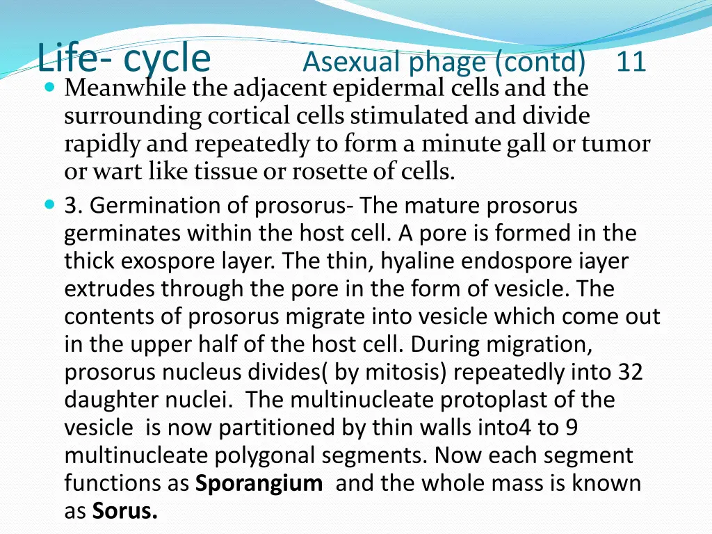 life cycle asexual phage contd 11 meanwhile