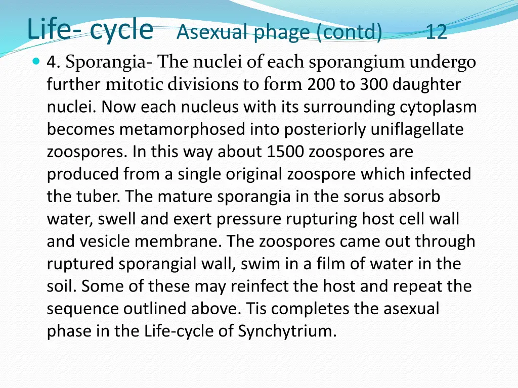 life cycle asexual phage contd 12 4 sporangia