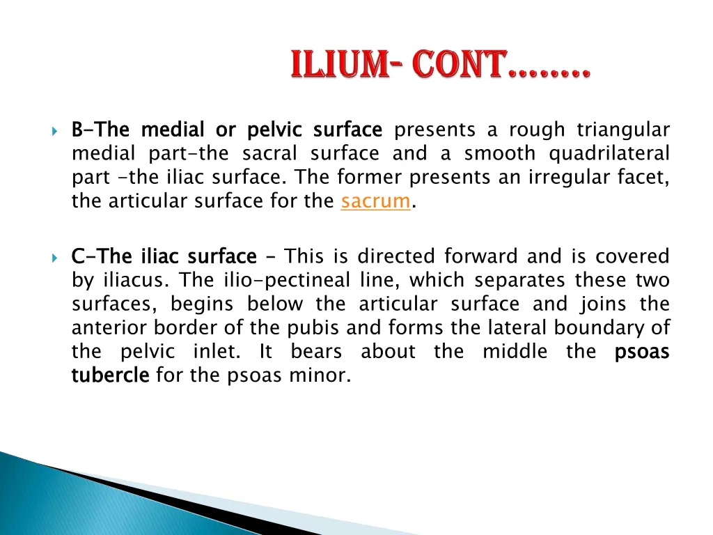 b b the medial part the sacral surface