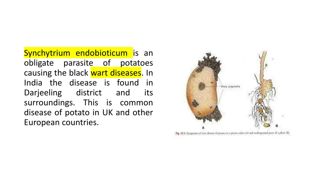 synchytrium endobioticum is an obligate parasite