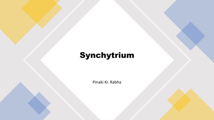 synchytrium