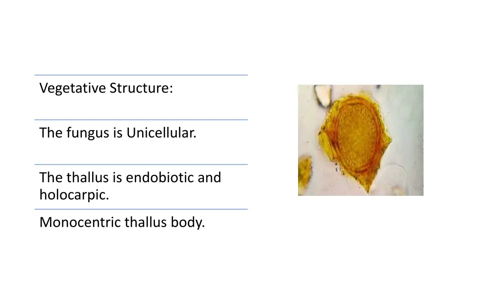 vegetative structure