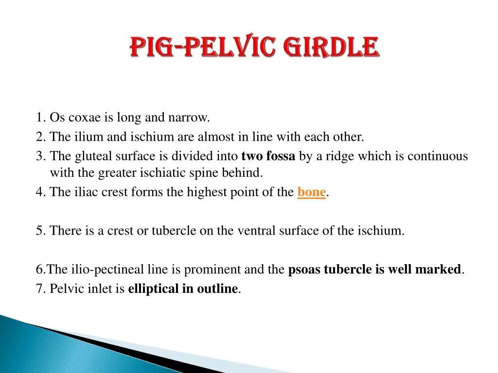 1 os coxae is long and narrow 2 the ilium