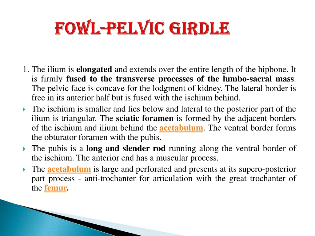 1 the ilium is elongated and extends over