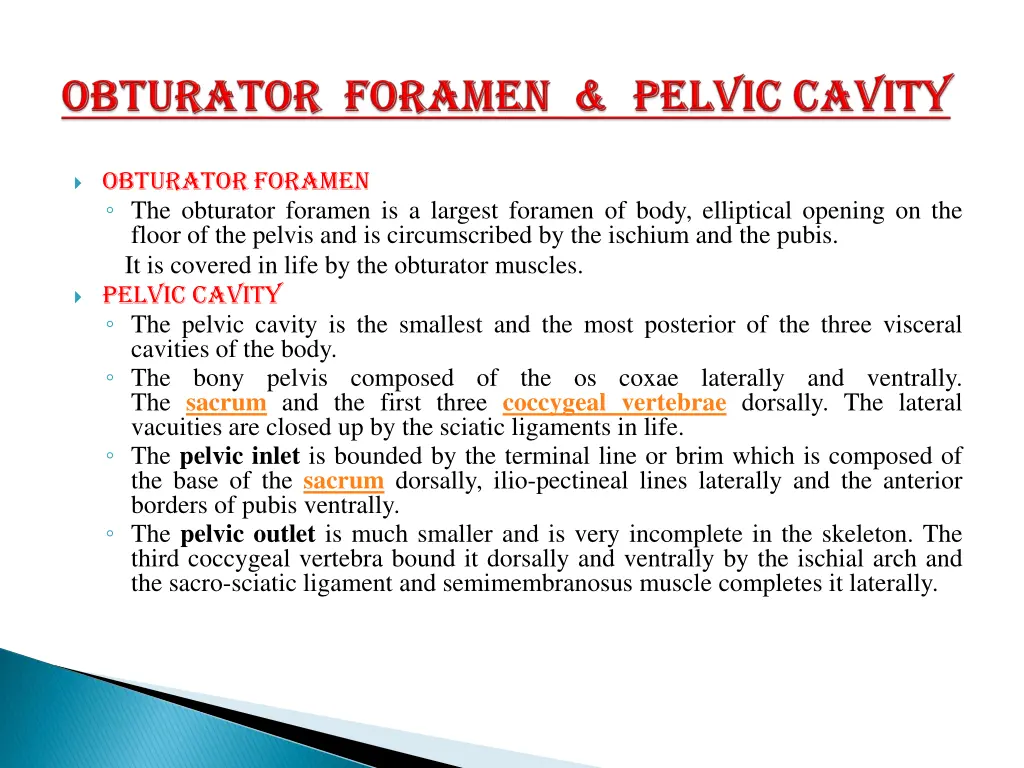 obturator foramen the obturator foramen