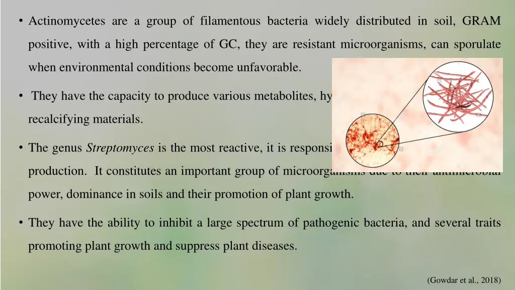 actinomycetes are a group of filamentous bacteria