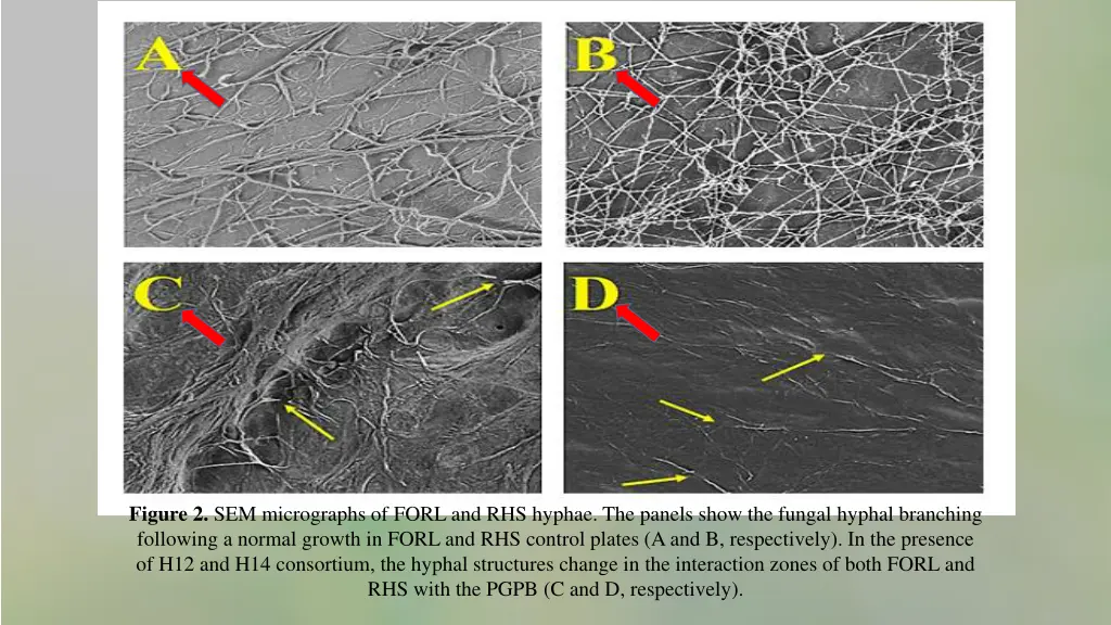 figure 2 sem micrographs of forl and rhs hyphae