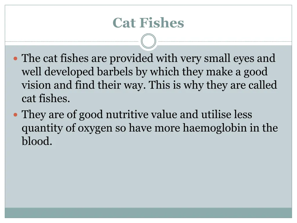 cat fishes