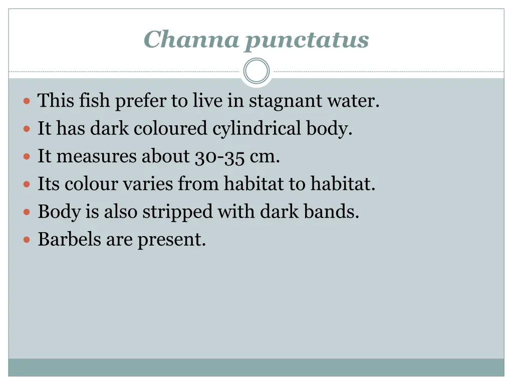 channa punctatus