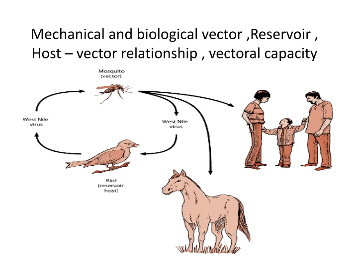 mechanical and biological vector reservoir host