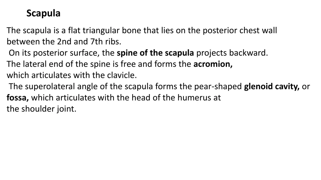 scapula