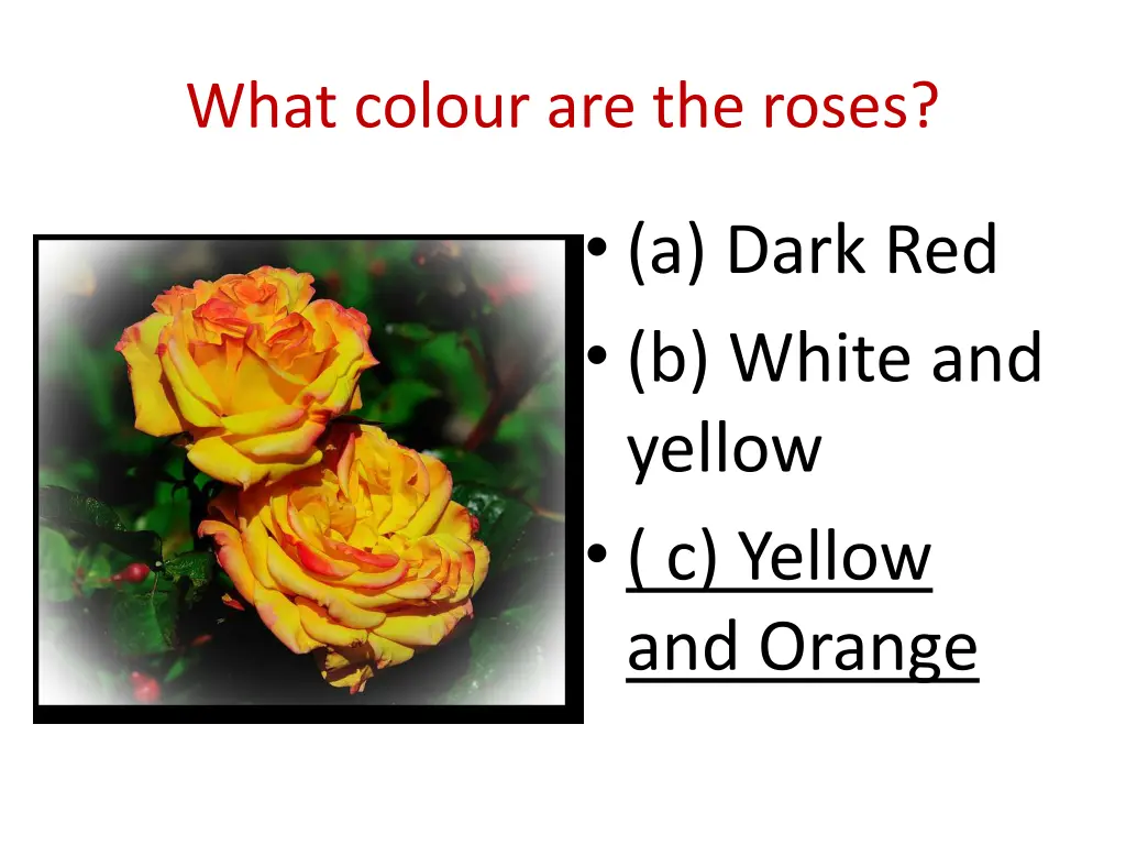 what colour are the roses 1