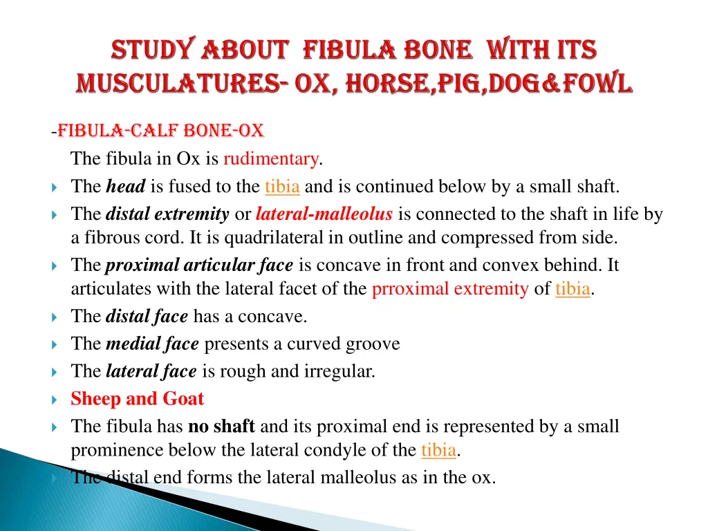 fibula calf bone ox the fibula