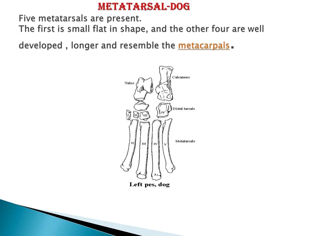 metacarpals