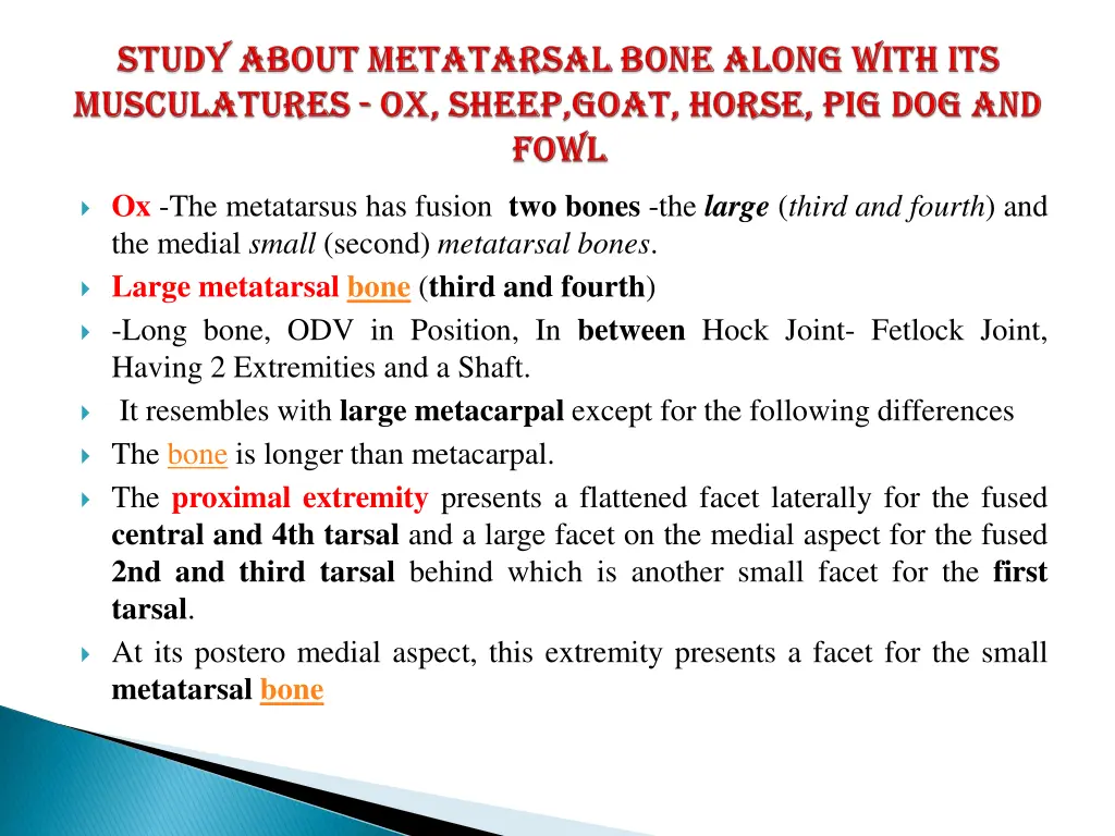 ox the metatarsus has fusion two bones the large