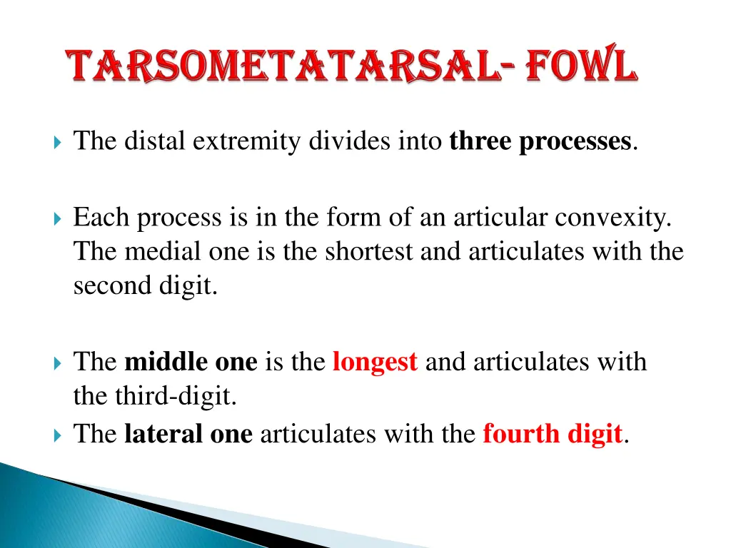 the distal extremity divides into three processes