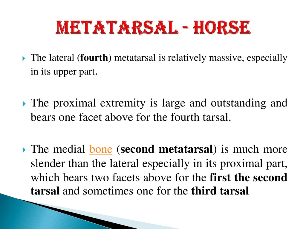 the lateral fourth metatarsal is relatively